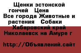 Щенки эстонской гончей › Цена ­ 7 000 - Все города Животные и растения » Собаки   . Хабаровский край,Николаевск-на-Амуре г.